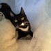 kittysitter1on1