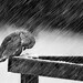 Rainmore