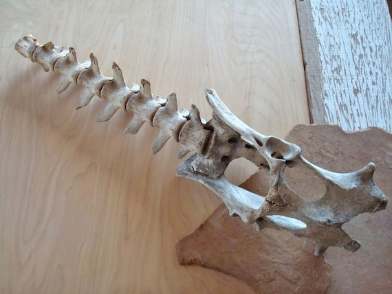 Backbone & Pelvis Bones Sacrum Desert Animal Antelope Goat