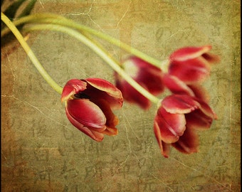 Red Tulips on Green--Yearning--Fine Art Photograph