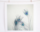 CLEARANCE SALE Nature Photography, Still Life Photo, Peacock Feather, Spring Decor, Electric Blue, Emerald Green, Grey - All Eyes Are on You