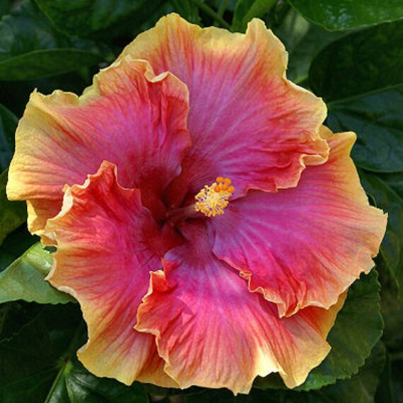 Hibiscus sp 'Bienvenue' Cajun Series Tropical Hibiscus