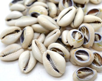 Cowrie Shells, 50pcs, Large Cowrie, Sliced Shell, Craft Shell, Sea Shells, Cowry -B566