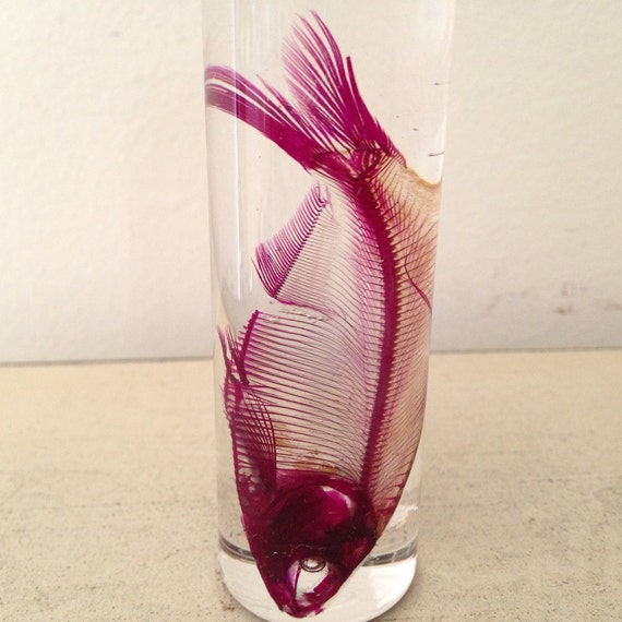 Diaphonized Fish Wet Specimen Preserved Diaphonization