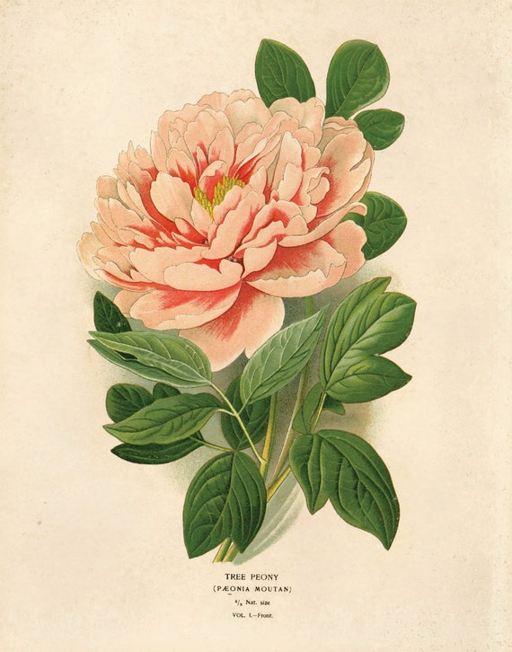 Vintage Flower Botanical Print. Pink Tree Peony Educational