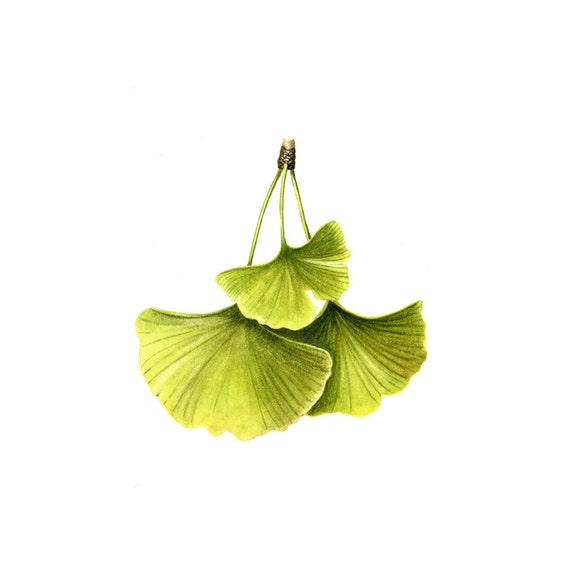 clip art ginkgo leaf - photo #23