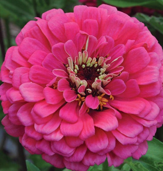 SALE Zinnia Giant Dahlia Flowered Pink Cottage Garden Cutting