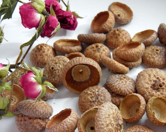Acorn Caps, Set of 50 with or without holes , Natural Jewelry , Nature, Rustic Autumn Crafts, Natural Acorn, Supply.