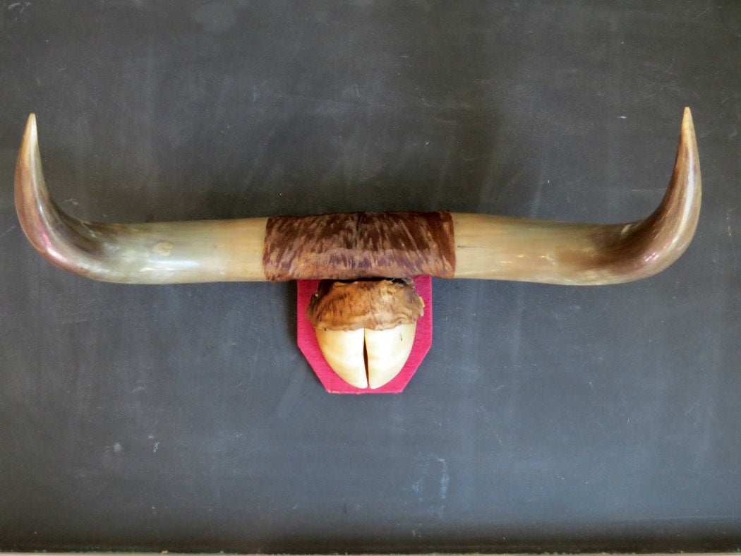 Texas Longhorns Wall Mount. Bull Horns. Cow by TheCuriousMoose