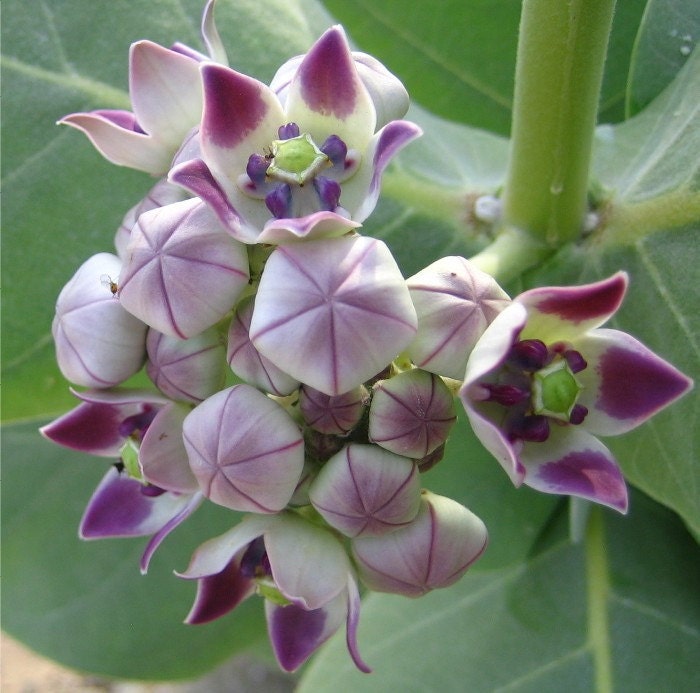 Calotropis procera Crown Flower Milkweed Tree 10 by SmartSeeds