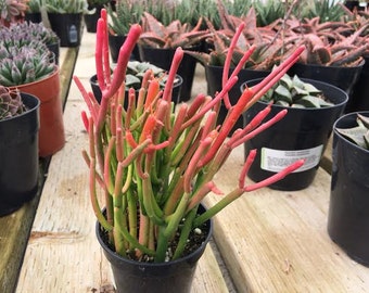 Succulent Plant Firesticks