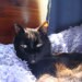 SuziQCat