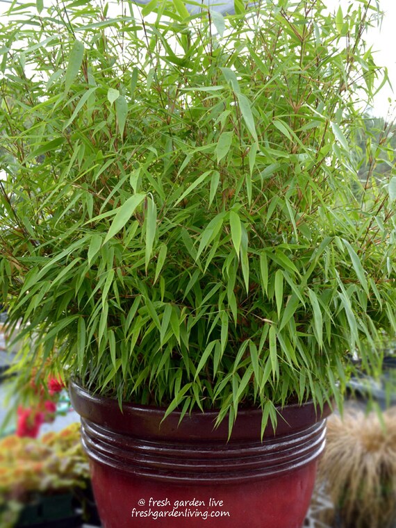 Green Panda Bamboo Live Plant Grown Organic in 4 Inch Container