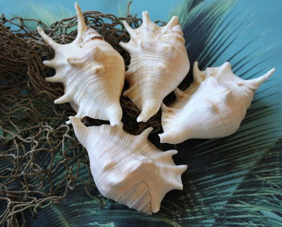 Items similar to 4 pcs Spiny Conch Murex Seashells Shells Crafts