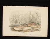 1854 Audubon Antique Print Quadruped Octovo Richardson's Meadow Mouse
