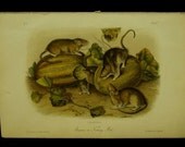 Audubon Quadruped Octovo Stone Lithograph PL 54 Brown or Norway Rat Print 1851