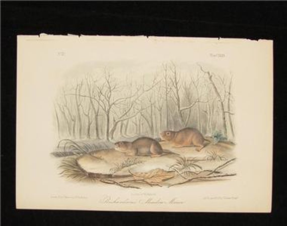 1854 Audubon Antique Print Quadruped Octovo Richardson's Meadow Mouse