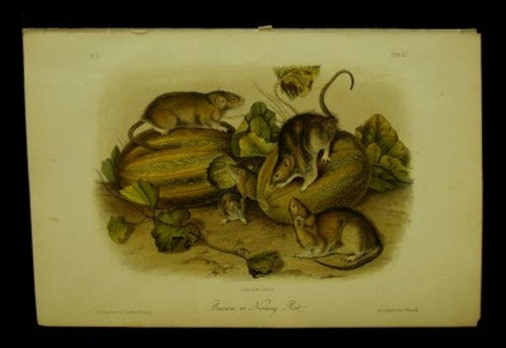 Audubon Quadruped Octovo Stone Lithograph PL 54 Brown or Norway Rat Print 1851