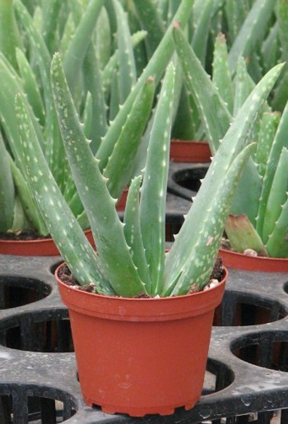 Aloe Vera Medicine Succulent Plant