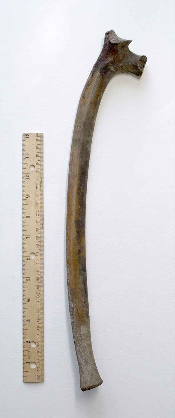 FOSSIL BISON BONE Huge Rib Buffalo Skeleton by TheCoyoteWoman