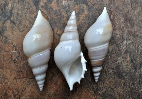 Delicate Tibia Shell (3 pcs.) - Tibia Delicatula