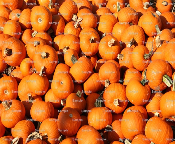 Pumpkins Thanksgiving Halloween Edible Cake and Cupcake