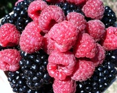 Fresh Berries - Photo Magnet