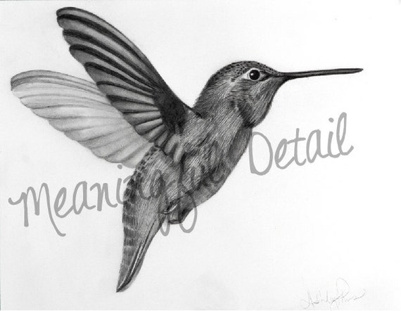 Dibujos de colibries a lapiz - Imagui