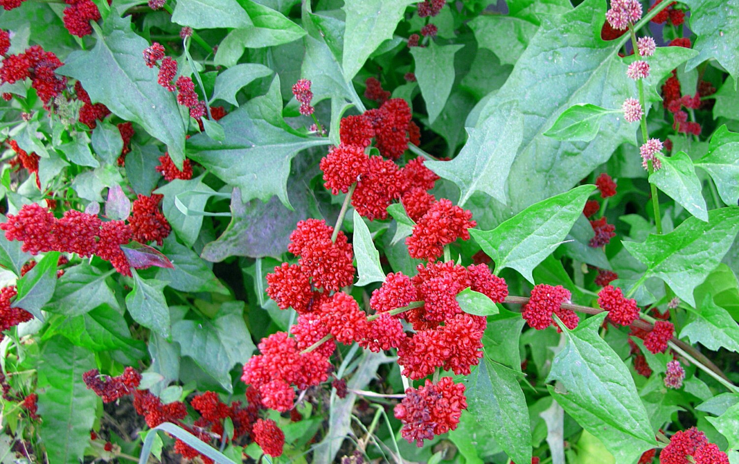 Strawberry Spinach 4 Plants Chenopodium capitatum by