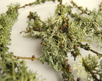 Terrarium decor twigs. Full of lichen and moss. 10 stk #7