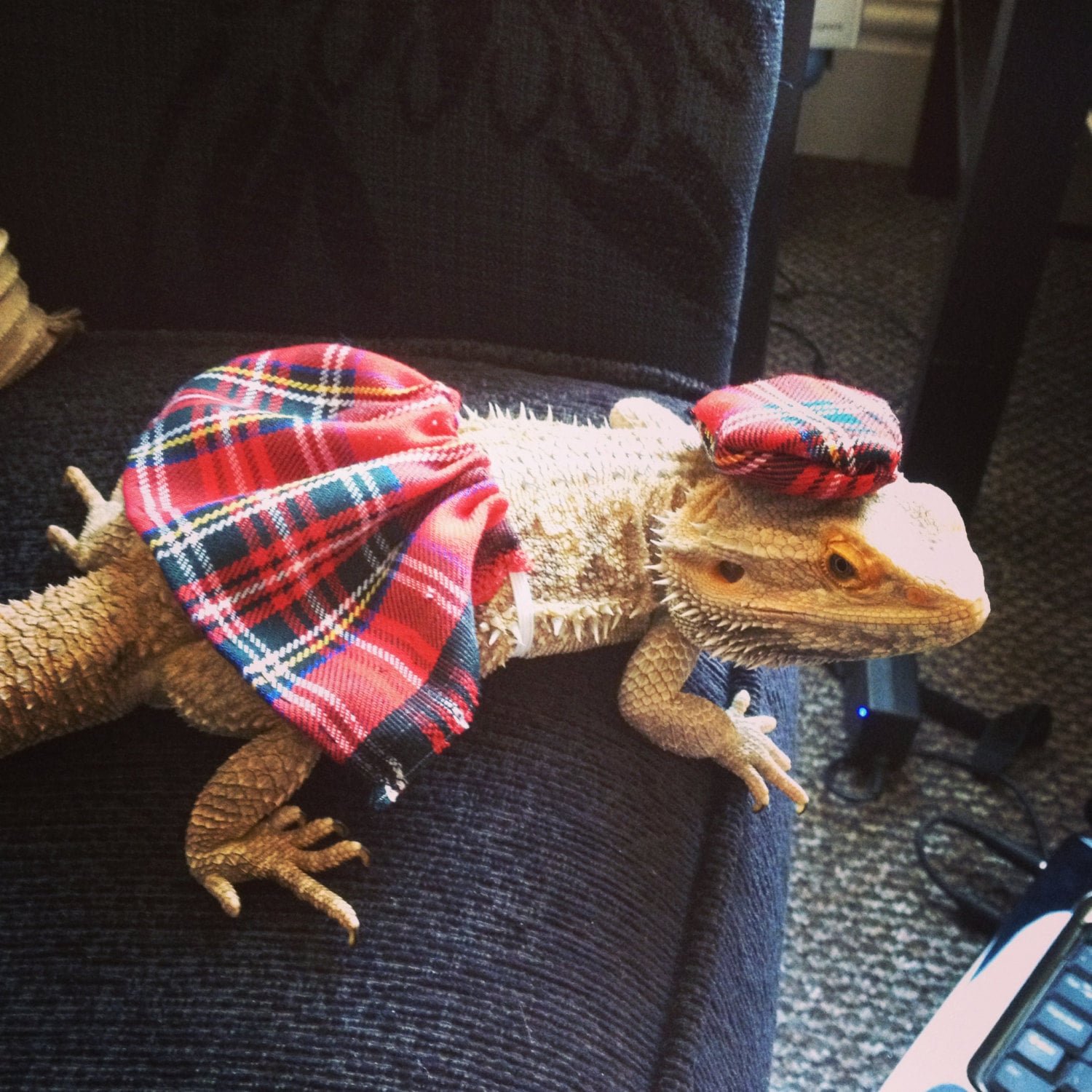 15 Animals Who Should Not Be Wearing Clothes