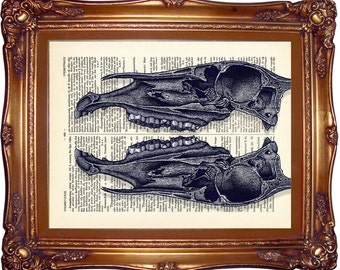 Split Horse Skull Anatomy Study / Upcycled Antique Dictionary Art Print ...