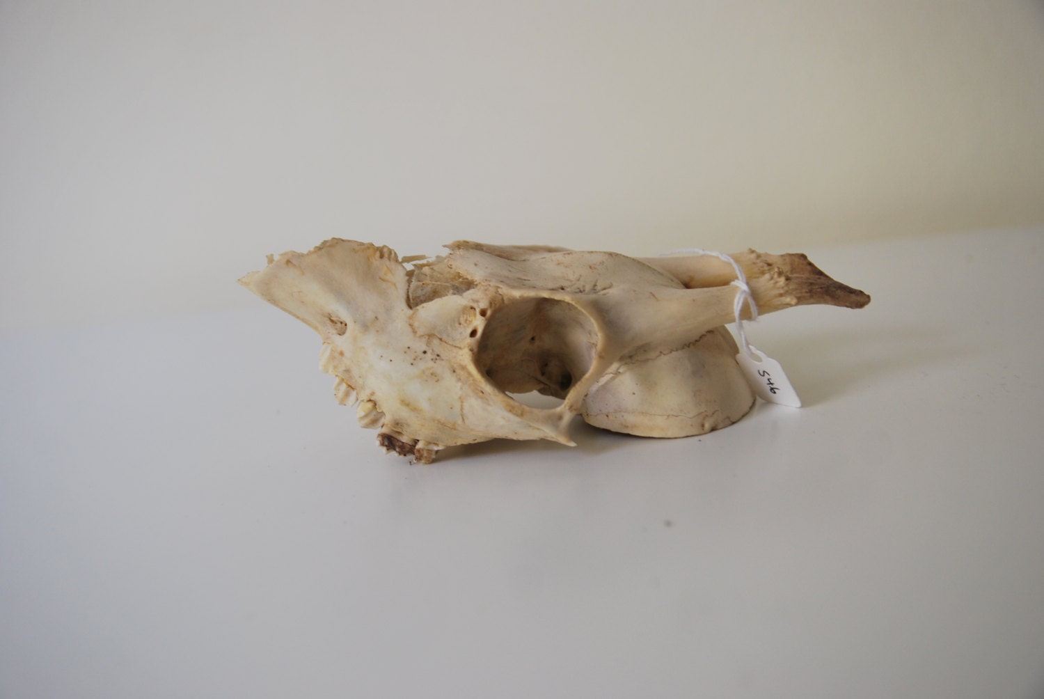 Taxidermy Roe Deer Skull with small Antlers and set of teeth