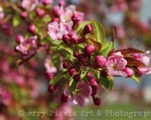 FREE SHIPPING Stunning Cherry Blossoms Photograph - 5x7 or 8x10 Colour Fine Art Print, Framed Options, 11x14 Canvas Transfers