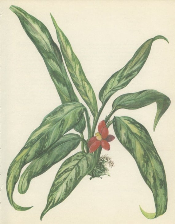 Items similar to Vintage Red Flower Print, Poison Dart or Aglaonema, Indoor Plant 