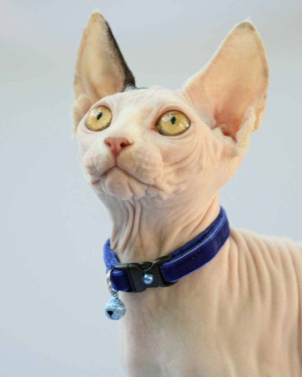 Soft Velvet Cat Collar Royal Blue Kitten or Large Size