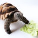 Needle Felted Tortoise, Large Tortoise Sculpture, Tortoise Art