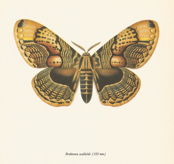 VINTAGE MOTH PRINT Intricately Patterned Brown by UpcycleFarmer