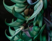 Exotic Jade Vine - Turquoise Tropical Flower Photo