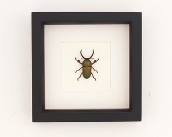 Real Framed Beetle Insect Display Archival Quality