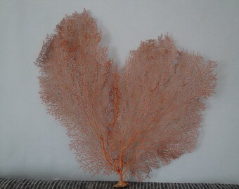 14.2" x 14" Natural Red Color Sea Fan Seashells Reef Coral