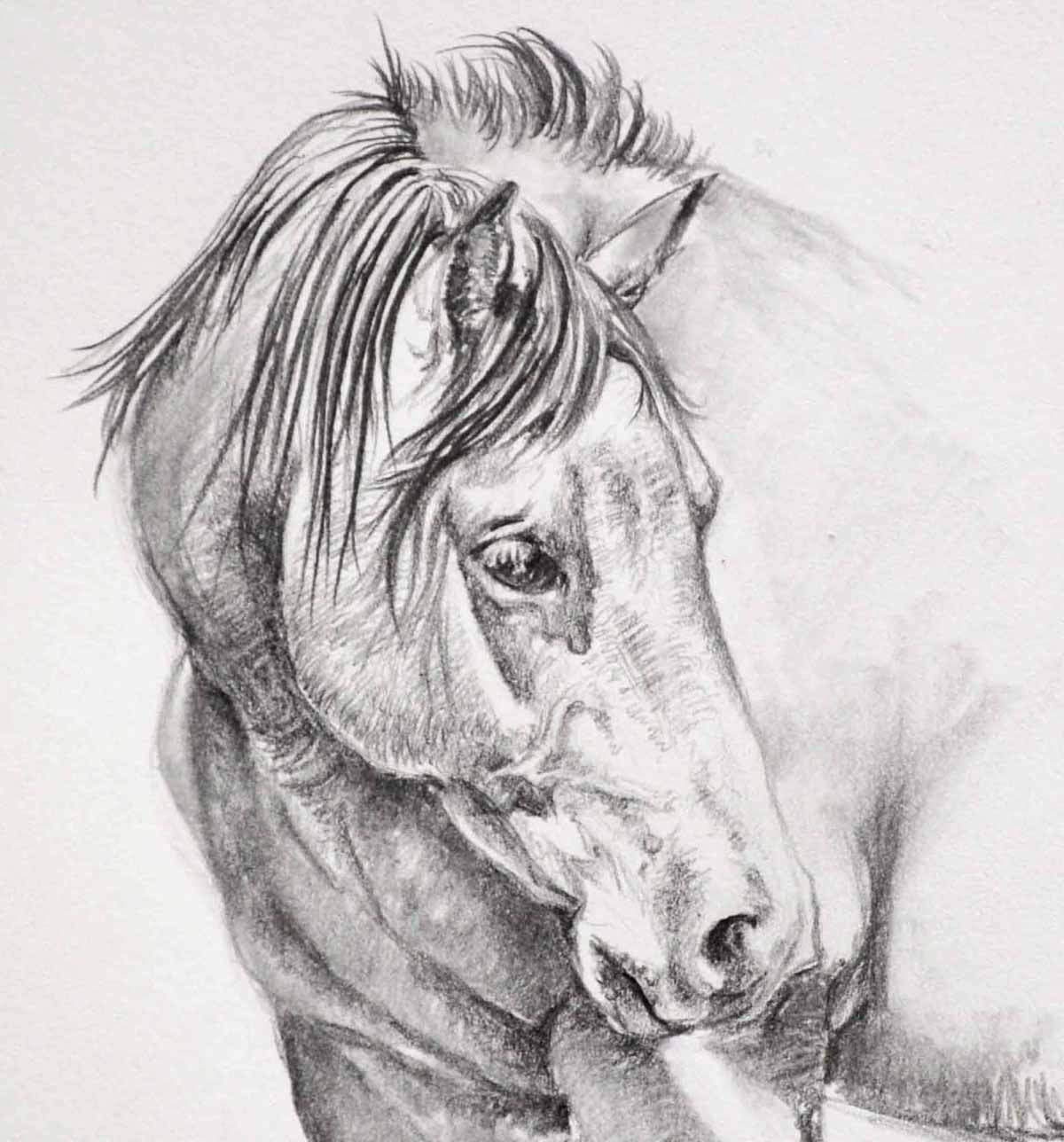 Extrªmement Cavallo originale disegno a matita NL56