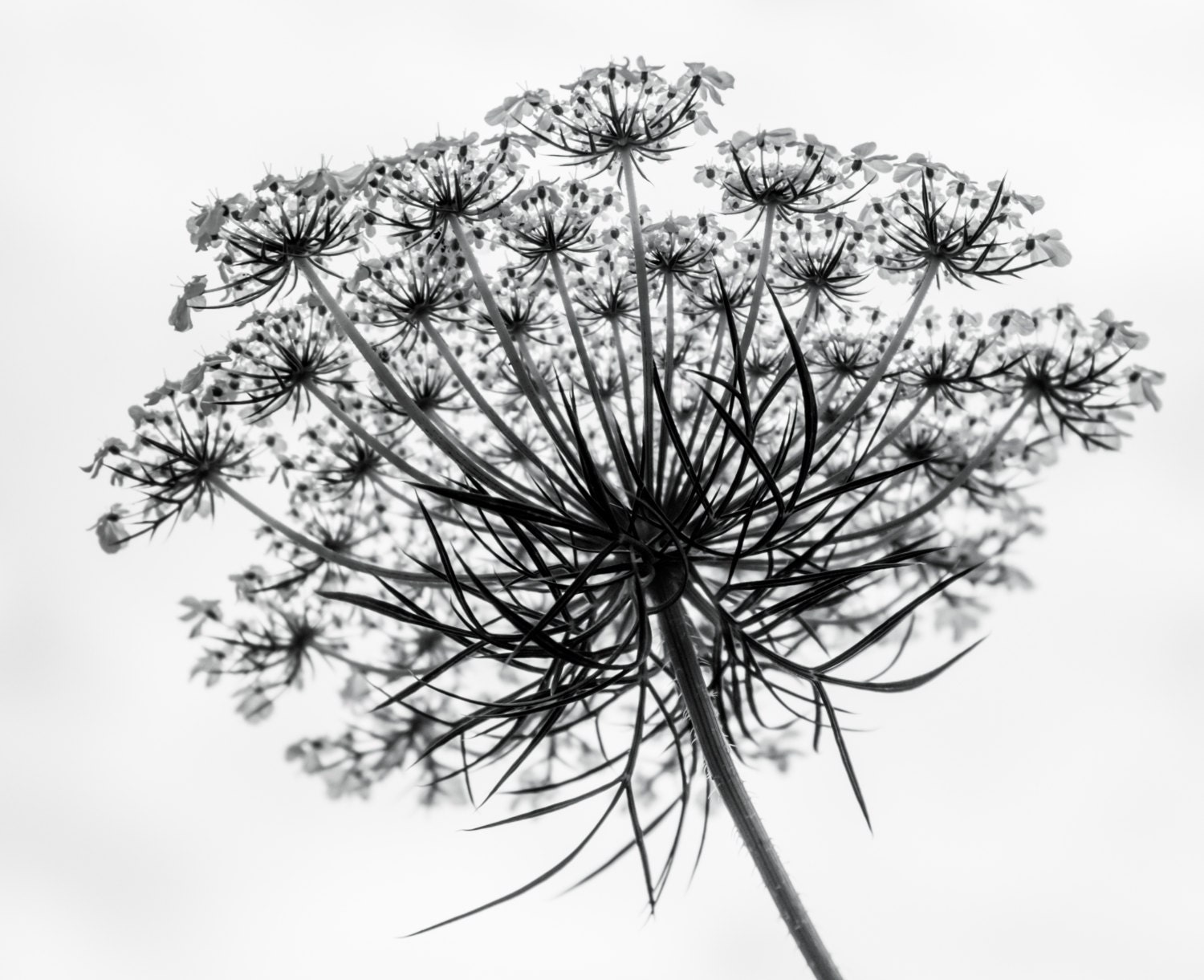 Queen Anne’s Lace Art Print Photograph Black and White