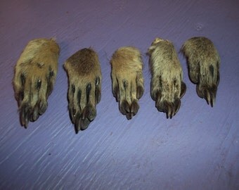 2 real animal fur bone Raccoon feet claw craft part