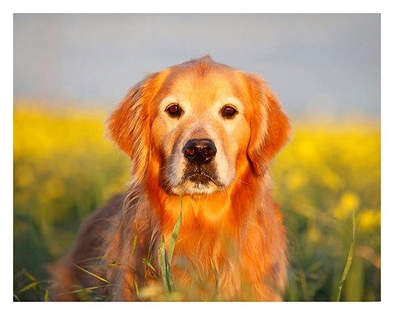 white fire golden retrievers white fire golden retrievers