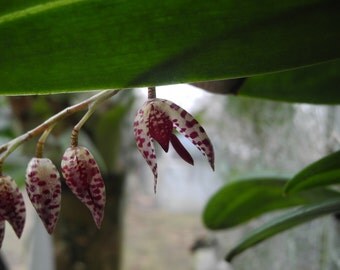 Miniature Orchid- Pleurothallis restreptiodes- live plant