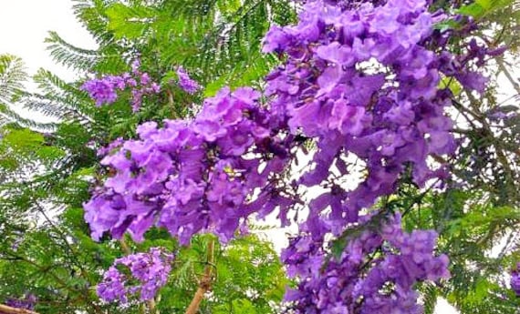 purple tree plant