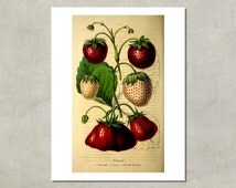 Popular items for strawberry botanical on Etsy