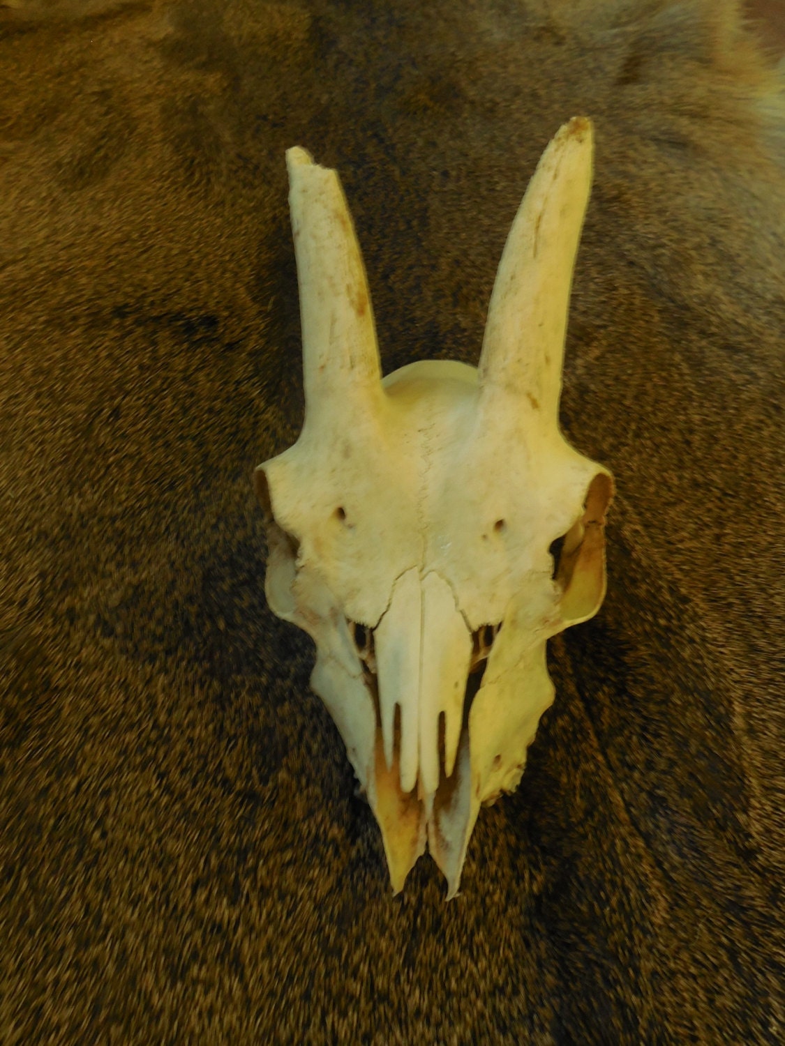 Domestic Goat Skull