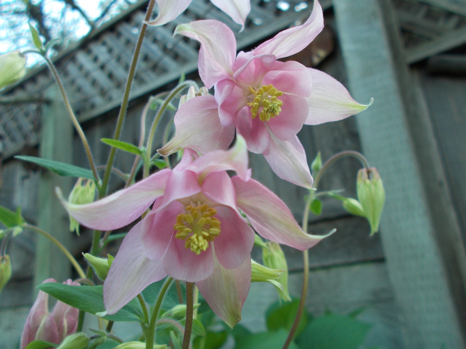 Columbine Seeds Pink Columbine Flower Perennial Flower